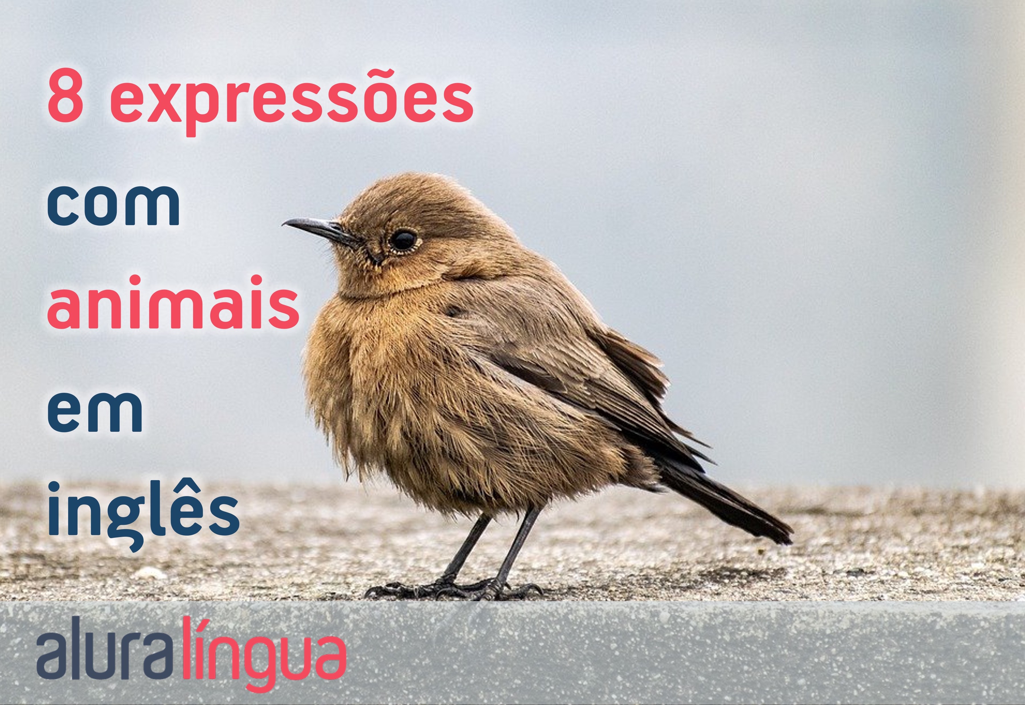 Expressões com nomes de animais #inset