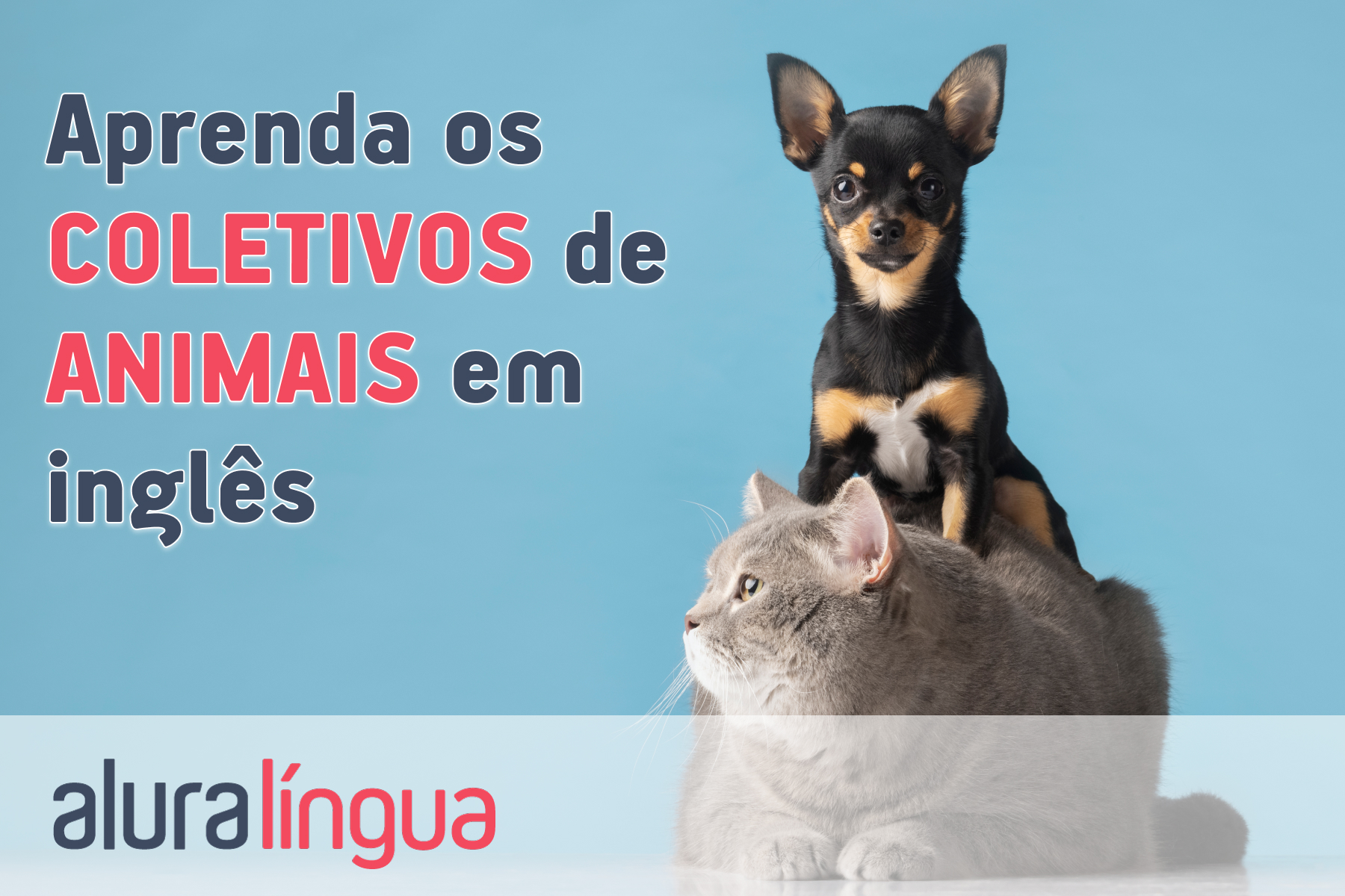 Aprenda os coletivos de animais em inglês #inset