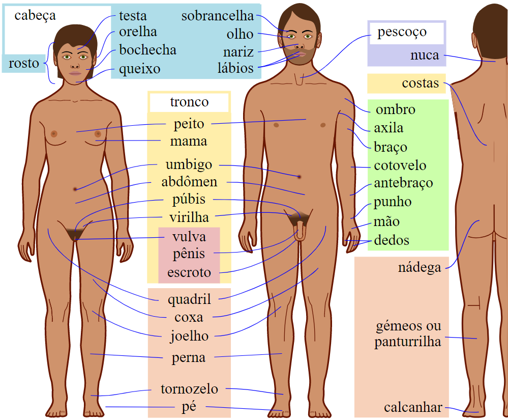 Como dizer partes do corpo #inset