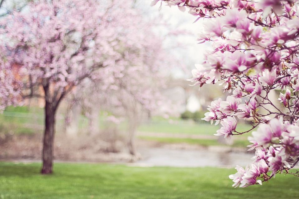 nome de flores em inglês #inset